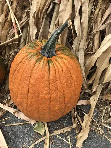 Pumpkins