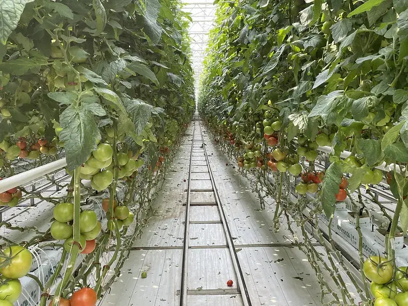 Greenhouse Tomatoes
