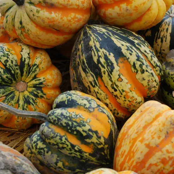 Winter Squash